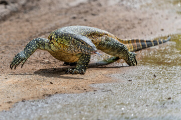 Water Monitor Lizard (Varanus niloticus) or Nile Monitor Lizard searching for food in Hluhluwe Natioanal Park in South Africa