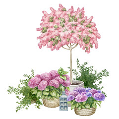 Watercolor illustration of pink flowering tree, lantern, hydrangea flowers and fern bushes. Decorative cherry or sakura. For flower shops, printing on postcards, greeting cards, business cards, etc.