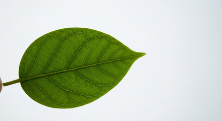 Obraz premium green leaf isolated on white background