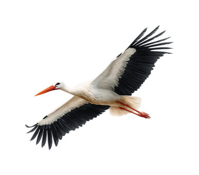 Elegant stork in flight natural habitat wildlife open sky aerial view isolated on transparent background, png