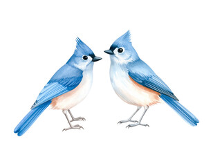 A pair of cute blue tit birds are perched on a white branch, their colorful feathers vibrant against the isolated background, showcasing the beauty of wild nature