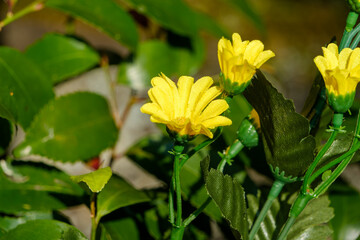 鮮やかな黄色の造花と緑の葉の対比