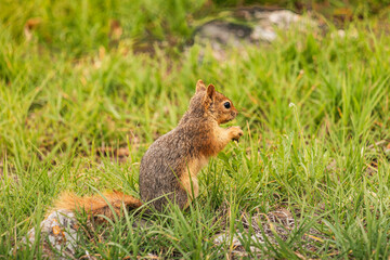 Squirrel standing on its hind legs and munching on food in the lush grass, surrounded by stunning natural beauty