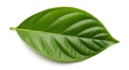 Fototapeta premium green leaf on white background