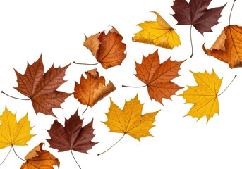 Fototapeta premium Dried maple and sycamore leaves in rich autumn colors, with veins, dynamically falling on transparent studio background with copy space, top-down, high contrast, concept of autumn season