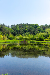 Fototapeta premium the river in the forest