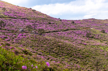 Obraz premium lavender field provence france