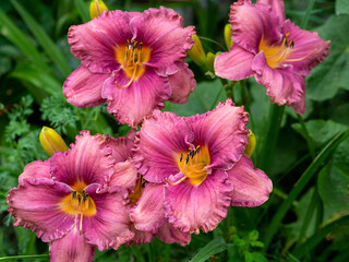 Hemerocallis, purple daylily Entrapment. A super blooming cultivar featuring big, blue purple flowers with a large yellow throat. Midseason blooming with good reblooming ability. Beautiful flowers 