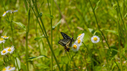 ハルジオンの花にとまるナミアゲハ