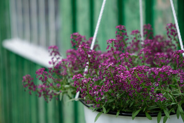 White hanging pot filled with blooming Alyssum maritimum flowers decorates a rustic green wall, evoking summer calm and eco-friendly garden charm