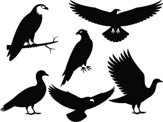 Obraz premium Collection of four bird silhouettes in various poses