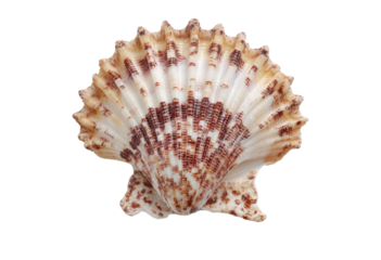 Close-up of a scallop shell, light beige with intricate brown/tan markings