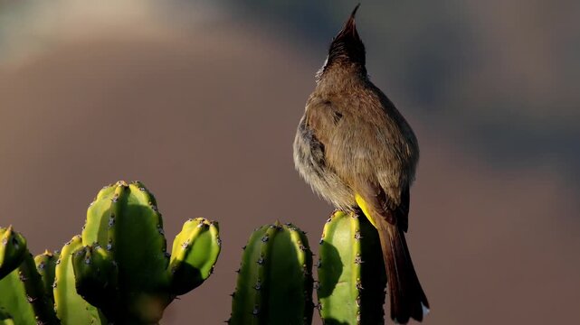 Himalayan bulbul (Pycnonotus leucogenys) sitting on a Royle's Spurge  (Euphorbia royleana) plant in spring morning in the forest, Mandi, Himachal Pradesh, India