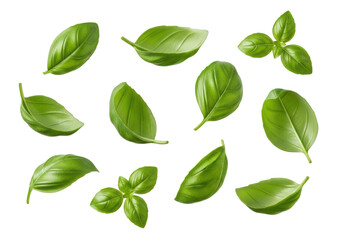 Multiple vibrant emerald green basil leaves and sprigs, freshly picked, plump, with natural textures and glistening dew drops, isolated on a bright transparent background, suspended mid-air.