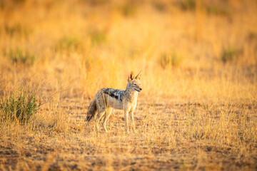 Black backed jackal (Lupulella mesomelas) standing in the morning sun