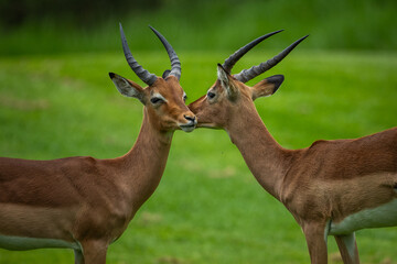 Two impalas (Aepyceros melampus) interacting with each