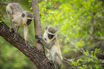 Two vervet monkeys (Chlorocebus pygerythrus) sitting in a tree