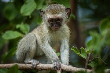 A cute vervet monkey (Chlorocebus pygerythrus) sitting in a tree