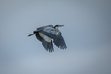 A black-headed heron (Ardea melanocephala) flying in the air.