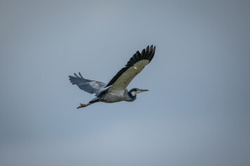 A black-headed heron (Ardea melanocephala) flying in the air.