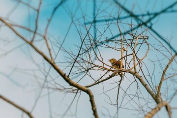 Small brown bird perched on thin, bare branches of a tree, singing against a clear blue sky, conveying a sense of tranquility and arrival of spring