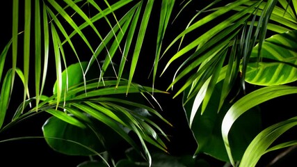 Super slow motion shot of moving green leaves on black background - Powered by Adobe