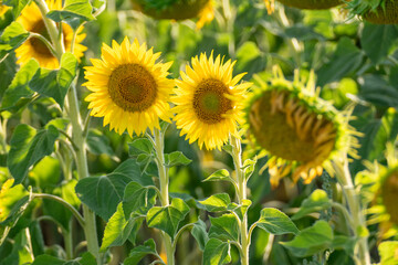 An Agricultural Field of Sunflowers for Oil Production. Concept The intersection of beauty and utility.