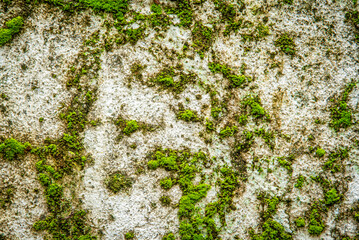 Detailed close-up of moss and lichen thriving on a weathered wall, floor, and rock, revealing...