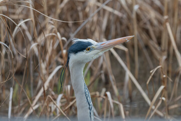 枯れ草の中に佇むアオサギの横顔