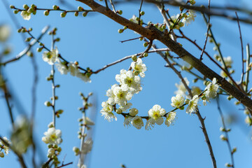 青空に映える白梅の花