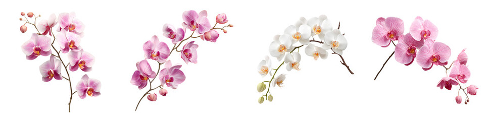 Elegant Orchid Branch Collection on White Background