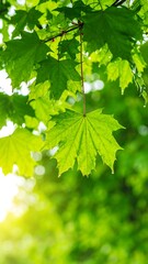 Vibrant green leaves in sunlight