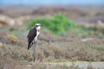 The Eurasian Osprey (Pandion haliaetus)