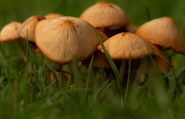 This image shows a closeup view of delicate Conocybe mushrooms with their signature conical caps sprouting from the moist forest floor amid grass during the monsoon season.