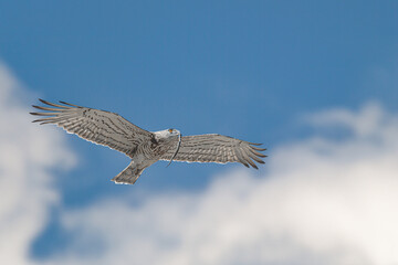 The short-toed snake eagle with snake in the beak (Circaetus gallicus)