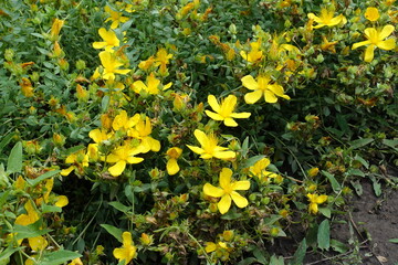 Florescence of St. Johns wort in mid June