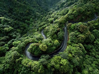 Winding road through lush forest