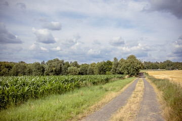 Country road next to green cornfield