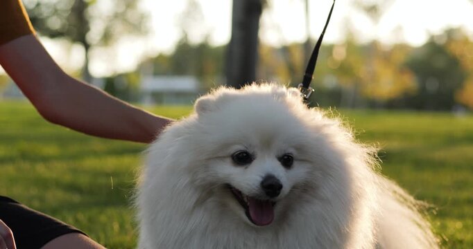 Child hand pets spitz dog fur close-up. Gentle touch shows caring and joy. Playful bond highlights childhood innocence. Sunny park background. Child hand touch captures warm petting moment.