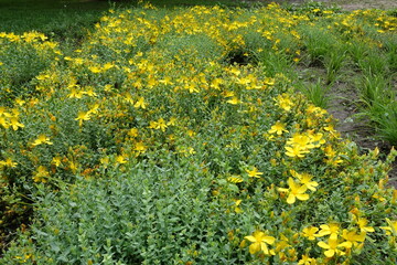 Lots of yellow flowers of St. Johns wort in mid June