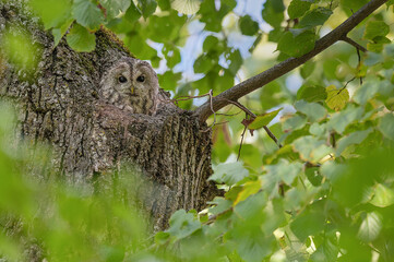 The tawny owl, portrait in the summer season (Strix aluco)
