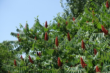 Blue sky and branches of Rhus typhina with red fruits in July