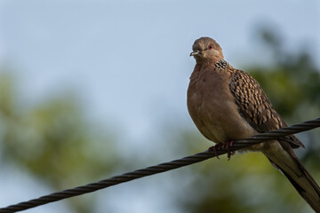 A close-up shot of a spotted dove resting comfortably on a power line during a hot summer day, showcasing urban wildlife adapting to man-made environments.