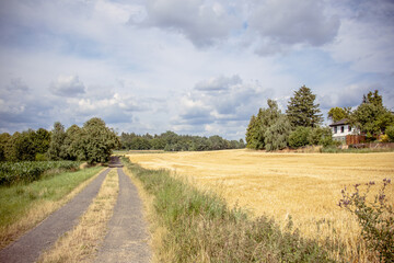 Country road beside golden wheat field