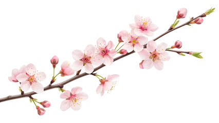 new lunar year item watercolor cherry blossom sakura branch with pink blooms isolated background