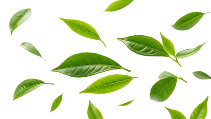 realistic green tea leaves in motion flying on white background or transparent background
