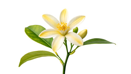 Obraz premium single lemon flower isolated background