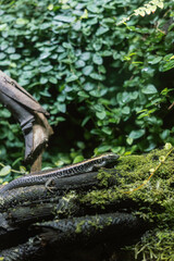 green lizard on the tree trunk, hiding with camouflage or protective coloring