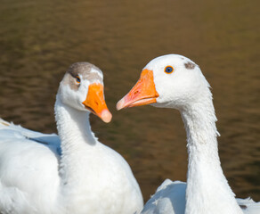 Anser anser domesticus