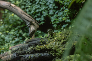 green lizard on the tree trunk, hiding with camouflage or protective coloring